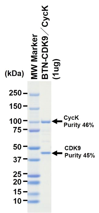The purity was assessed by SDS-PAGE/CBB staining.
